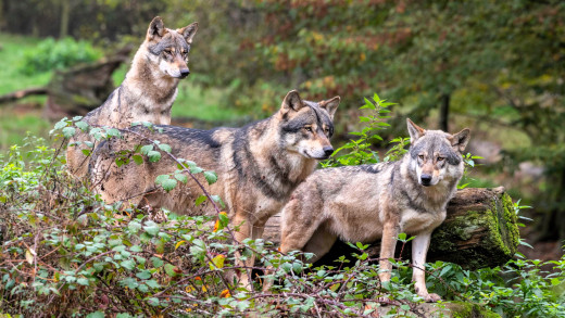 �1757519 �������(a): ����������:4000x2250